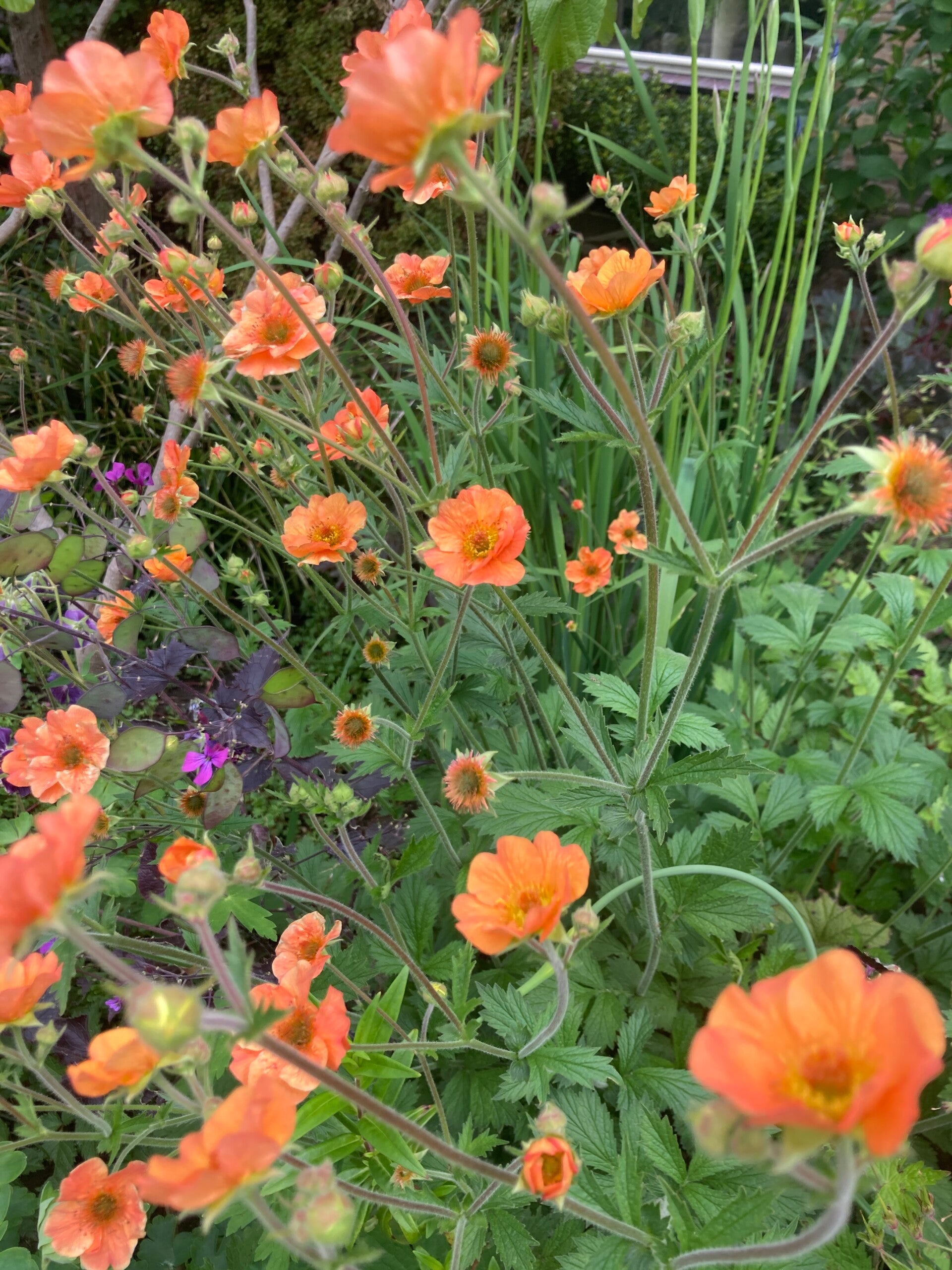 Geum Totally Tangerine