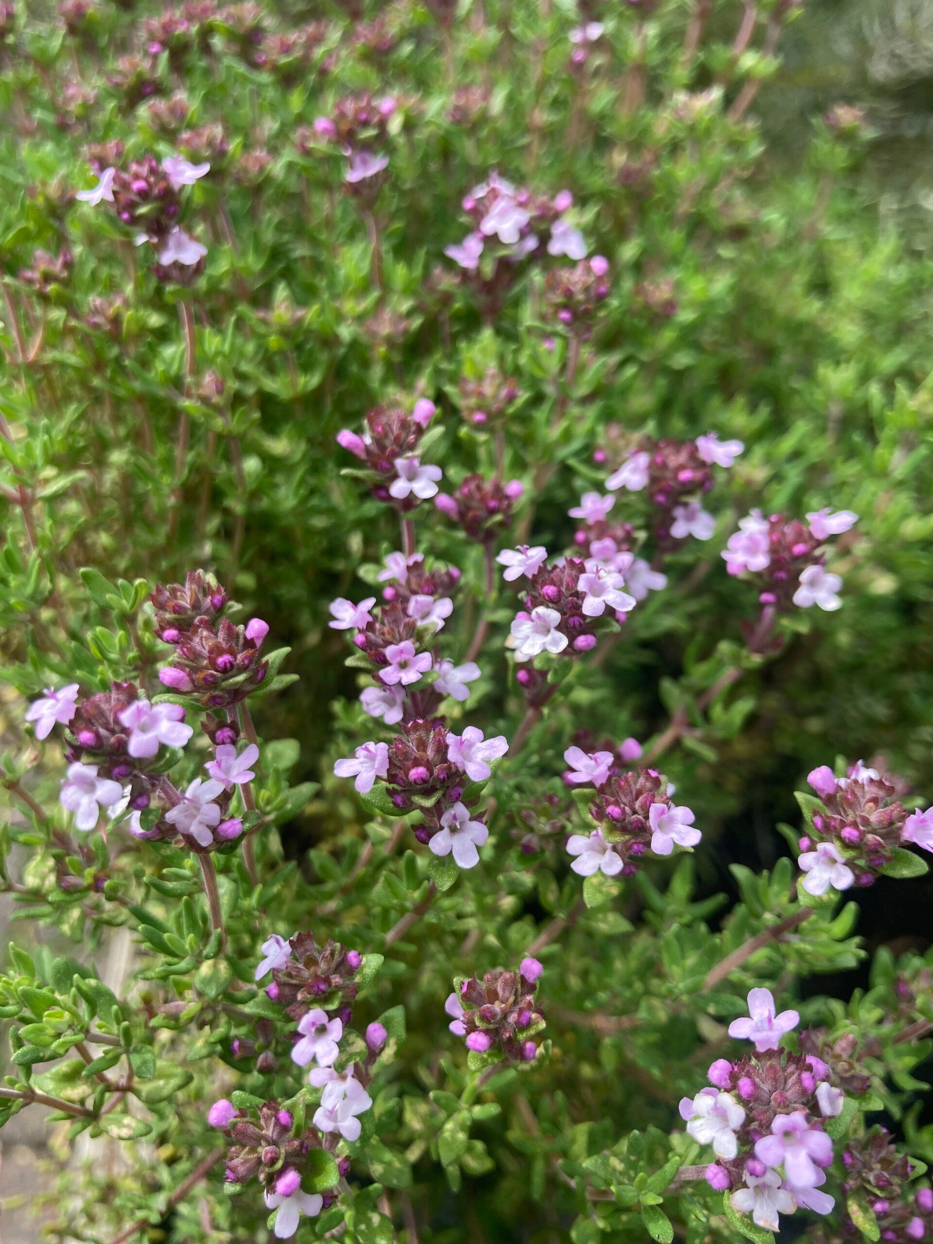Thymus Compactus