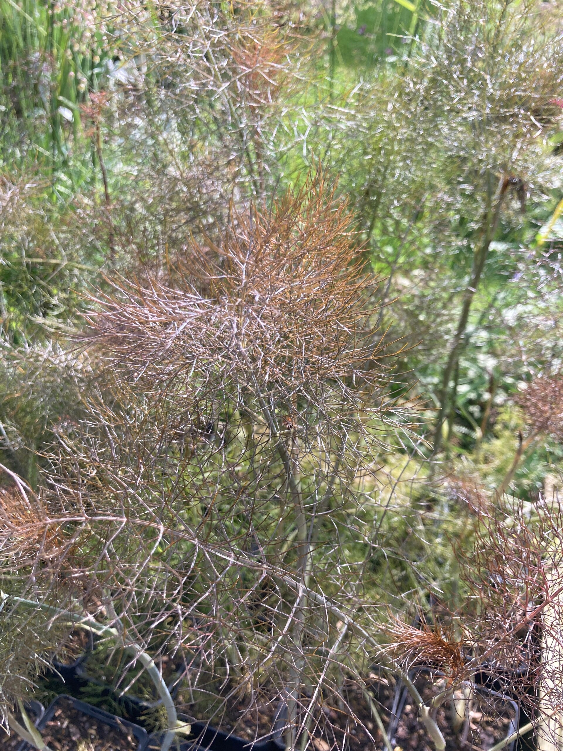 Foeniculum Giant Bronze