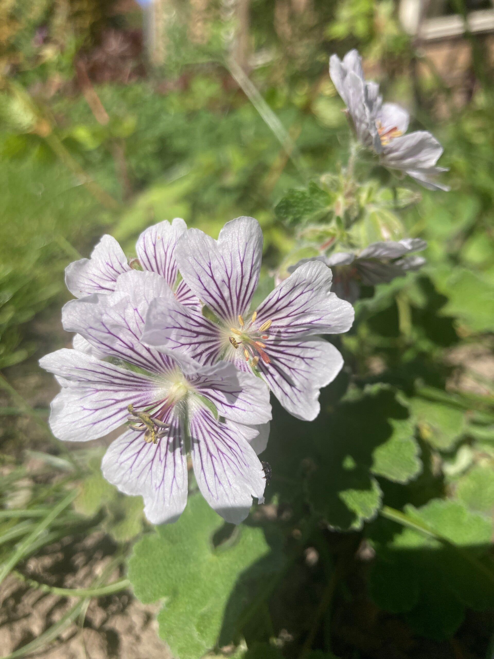 Geranium renardii