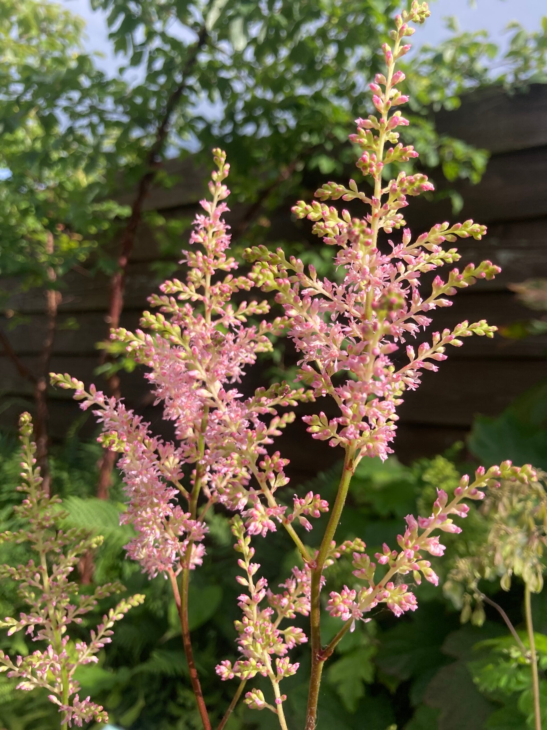 Astilbe Peach Blossom