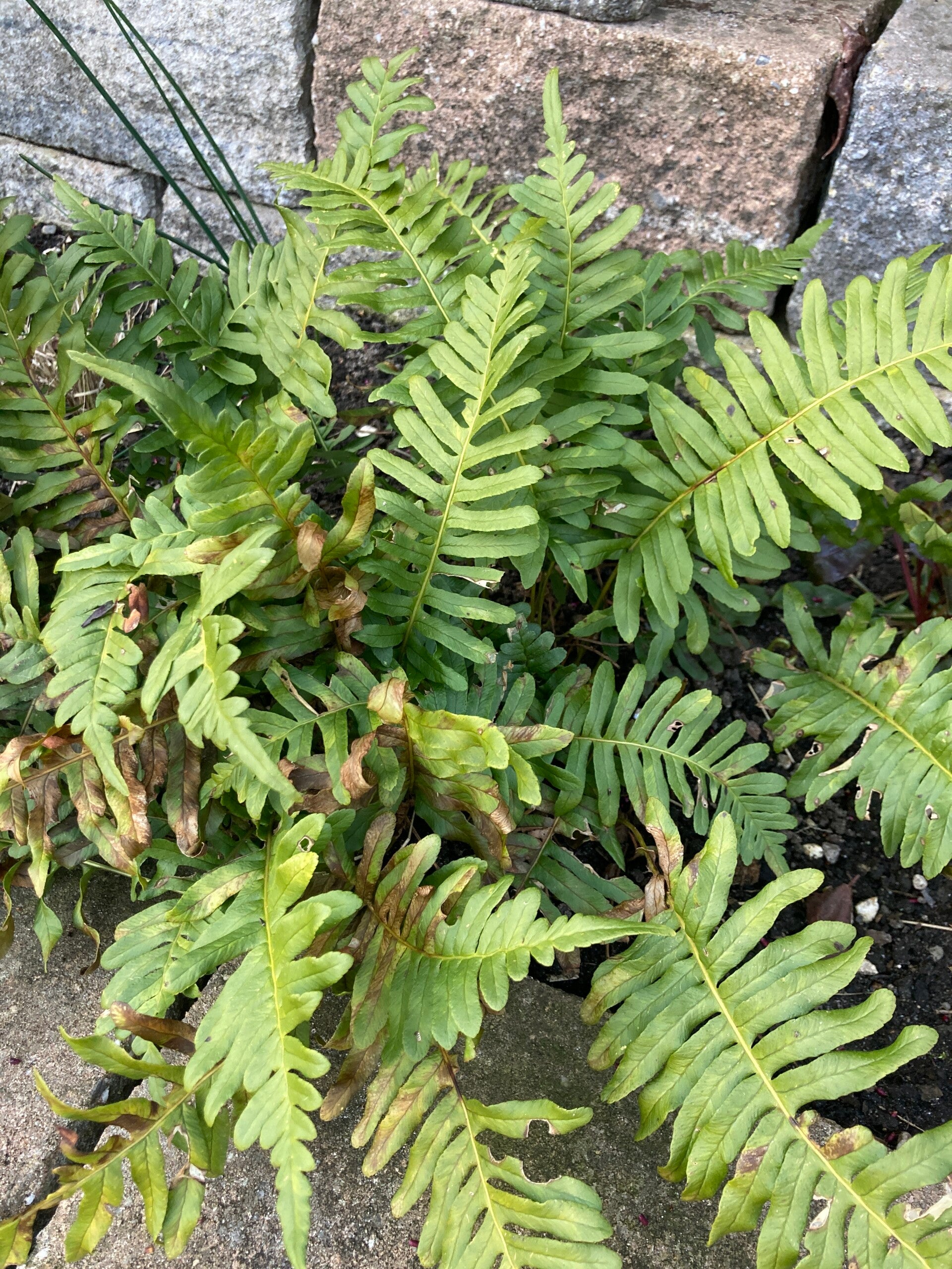 Polypodium vulgare (gewone eikvaren)