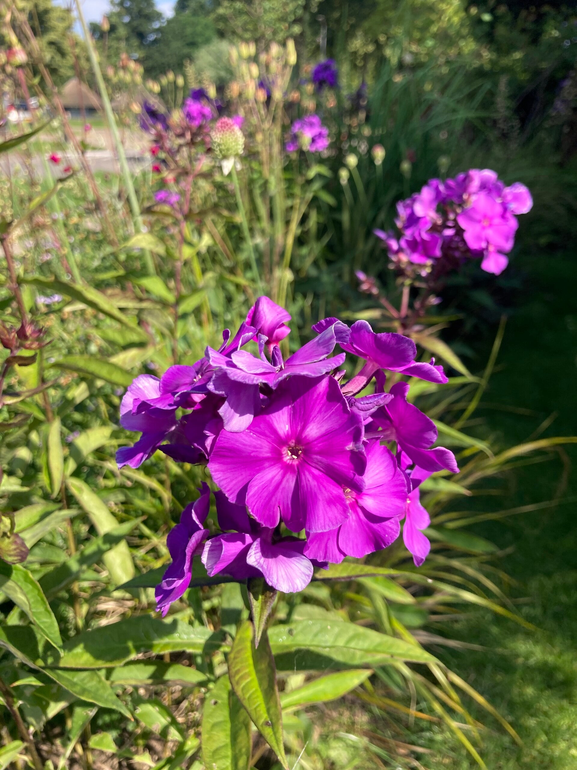 Phlox Blue Paradise