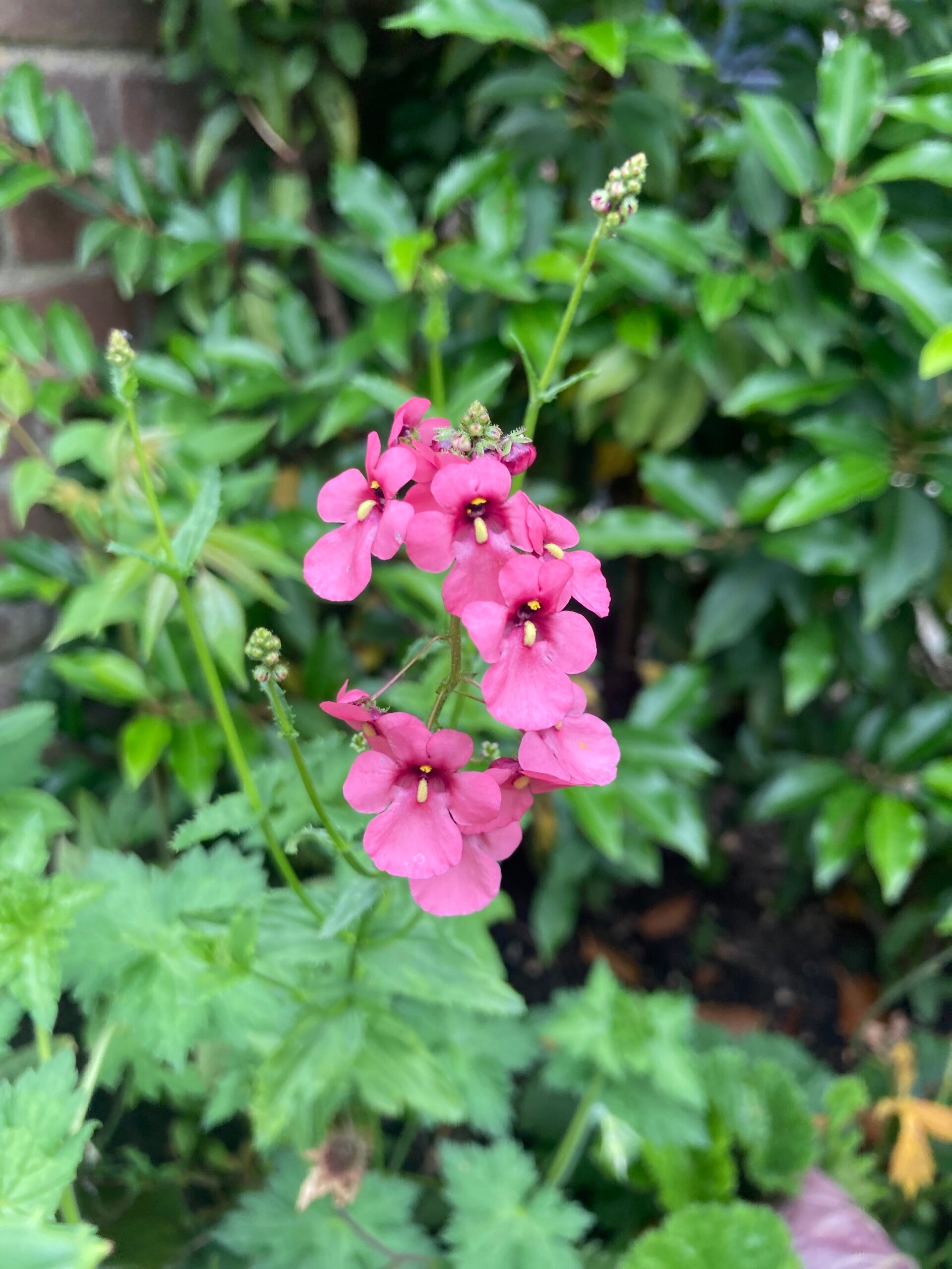 Diascia personata