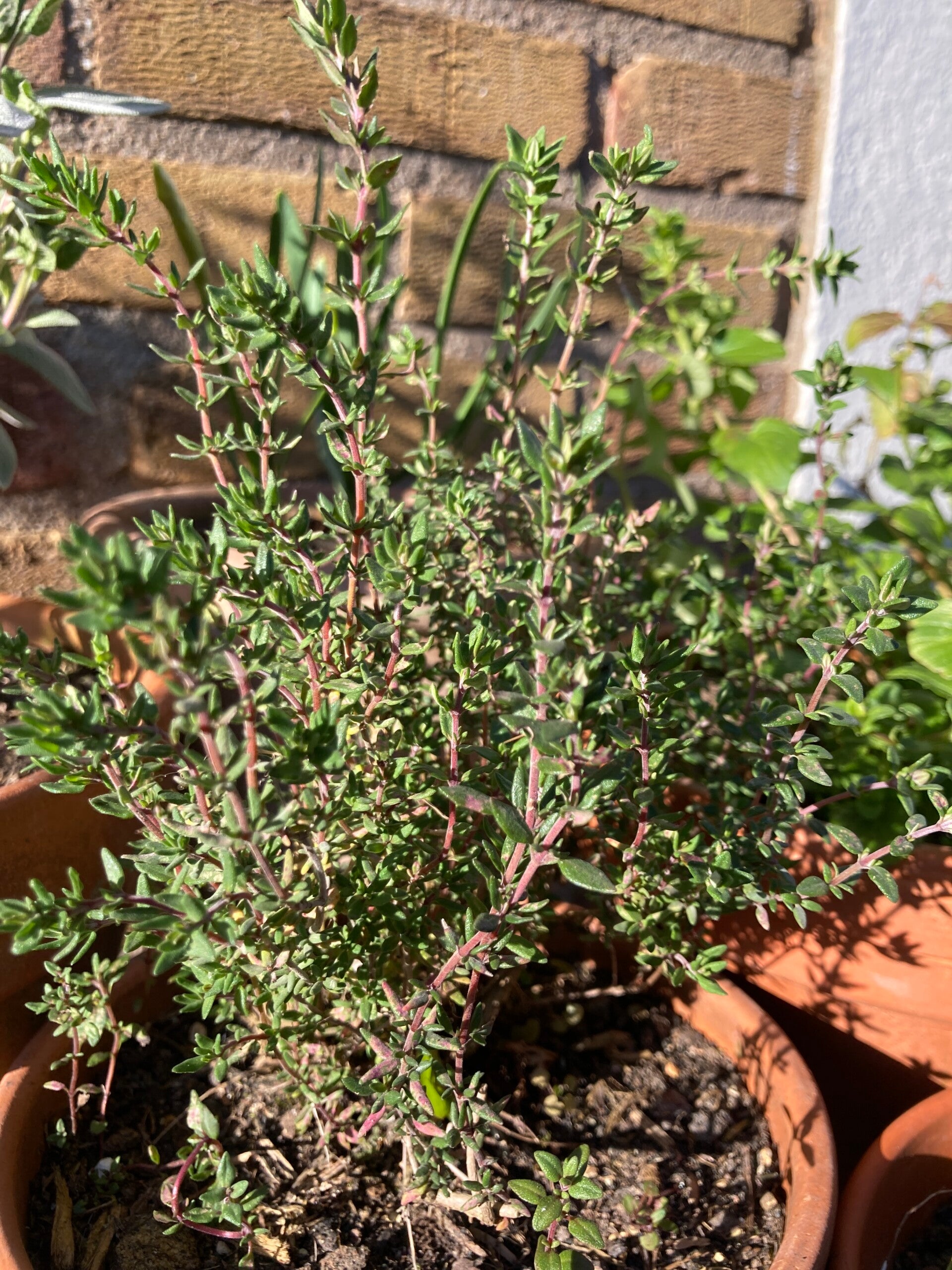 Thymus vulgaris (tijm)