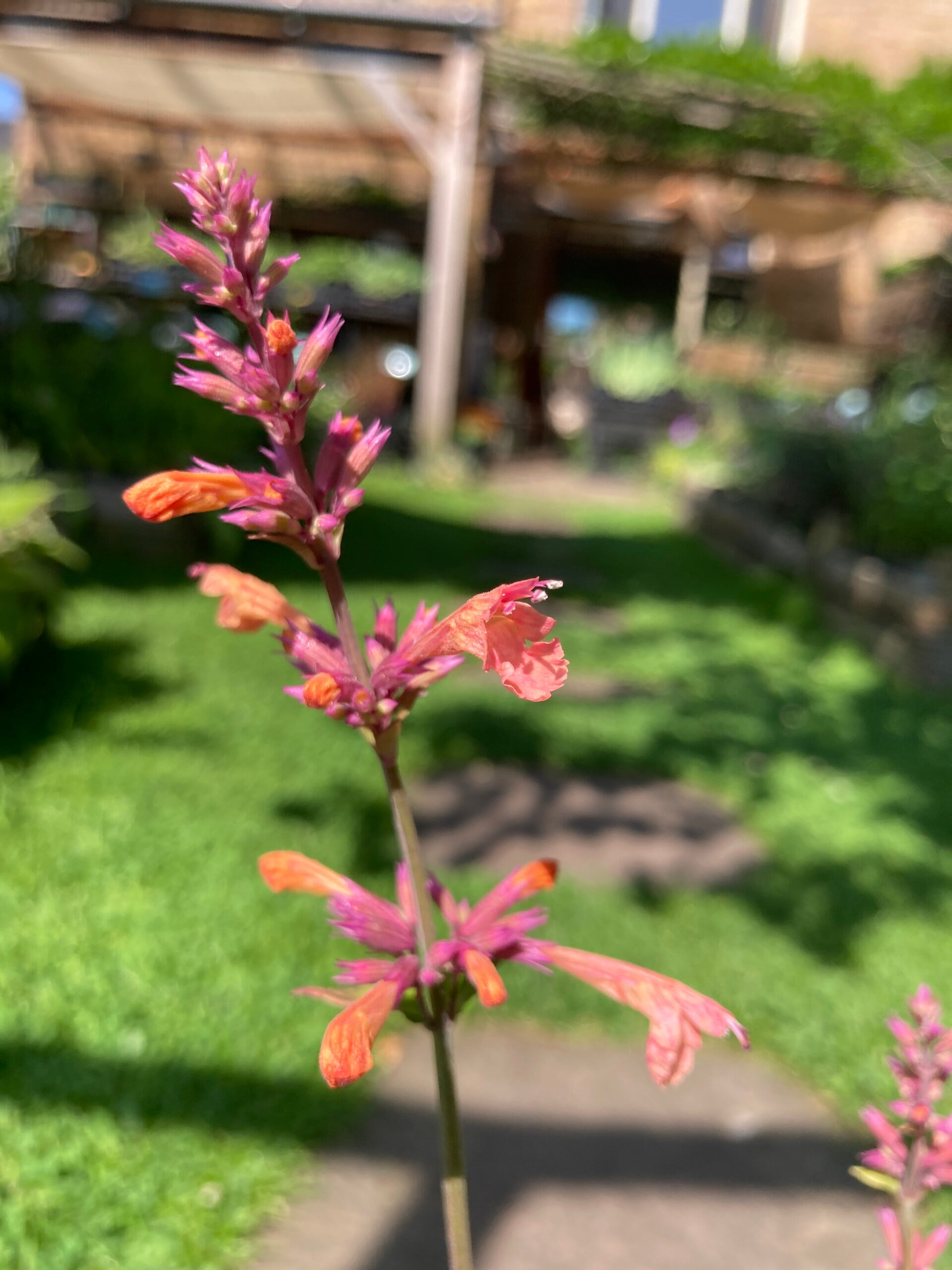 Agastache Mango Tango