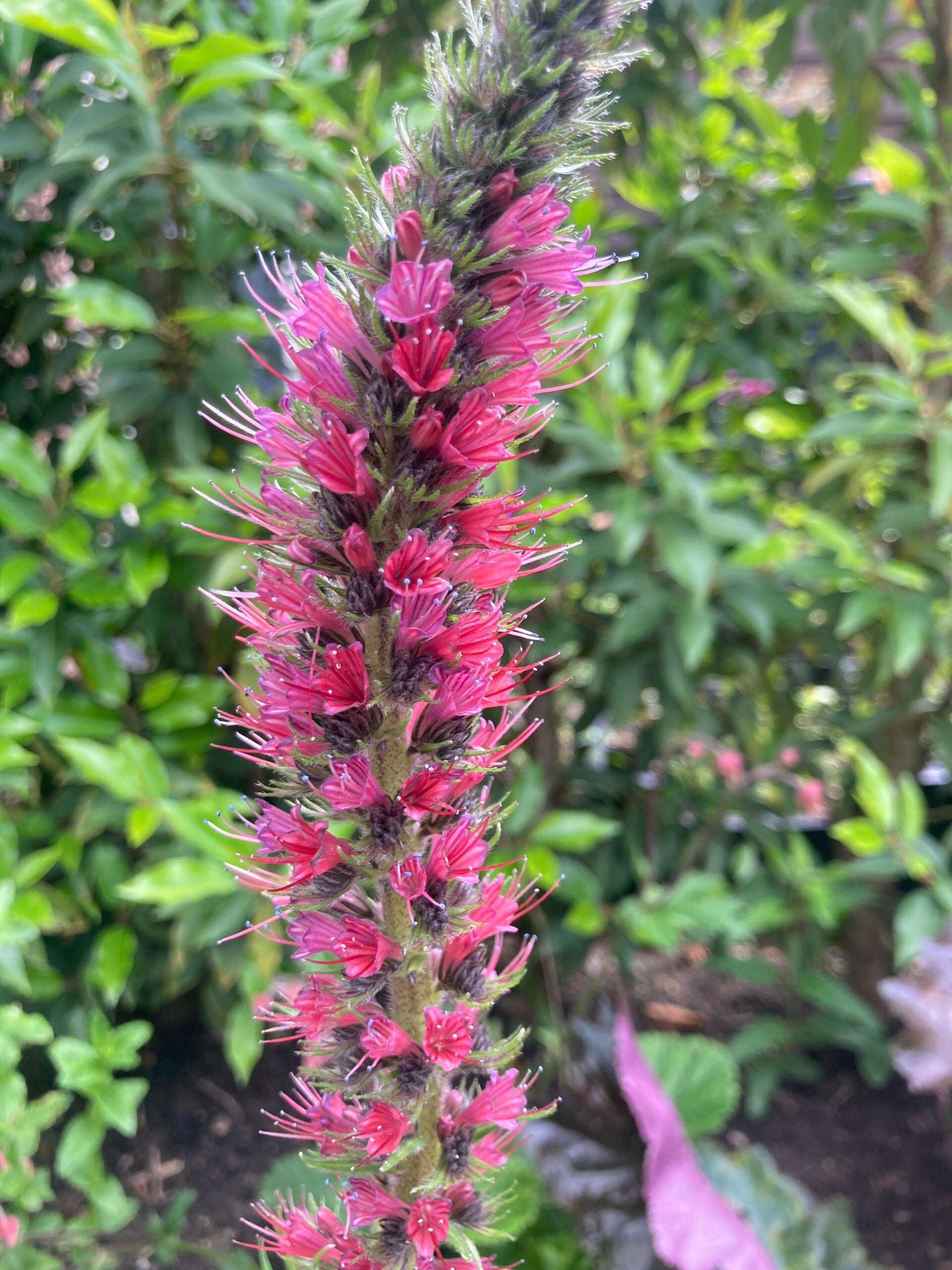 Echium russicum