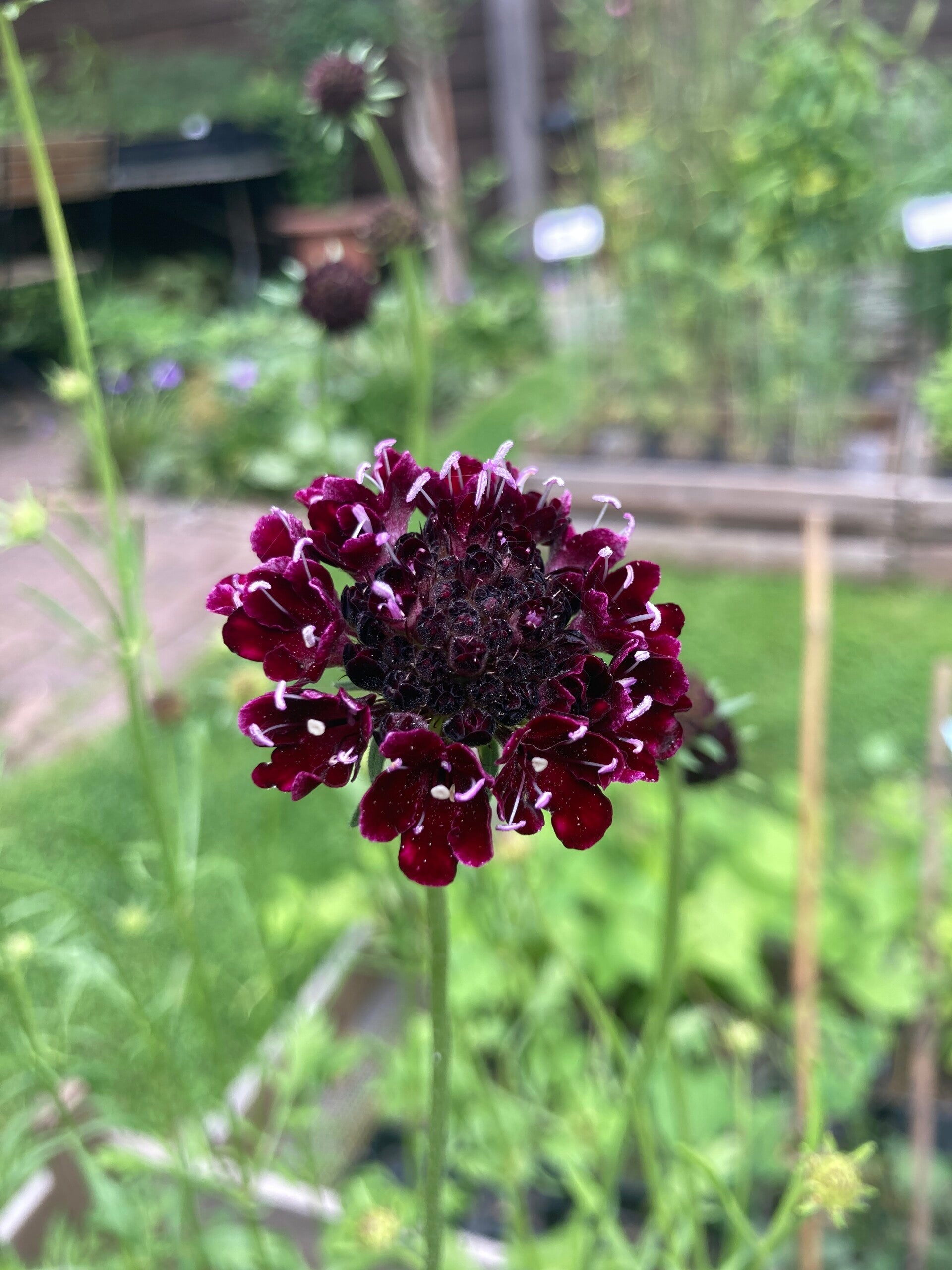 Scabiosa 'Black Knight' (duifkruid)
