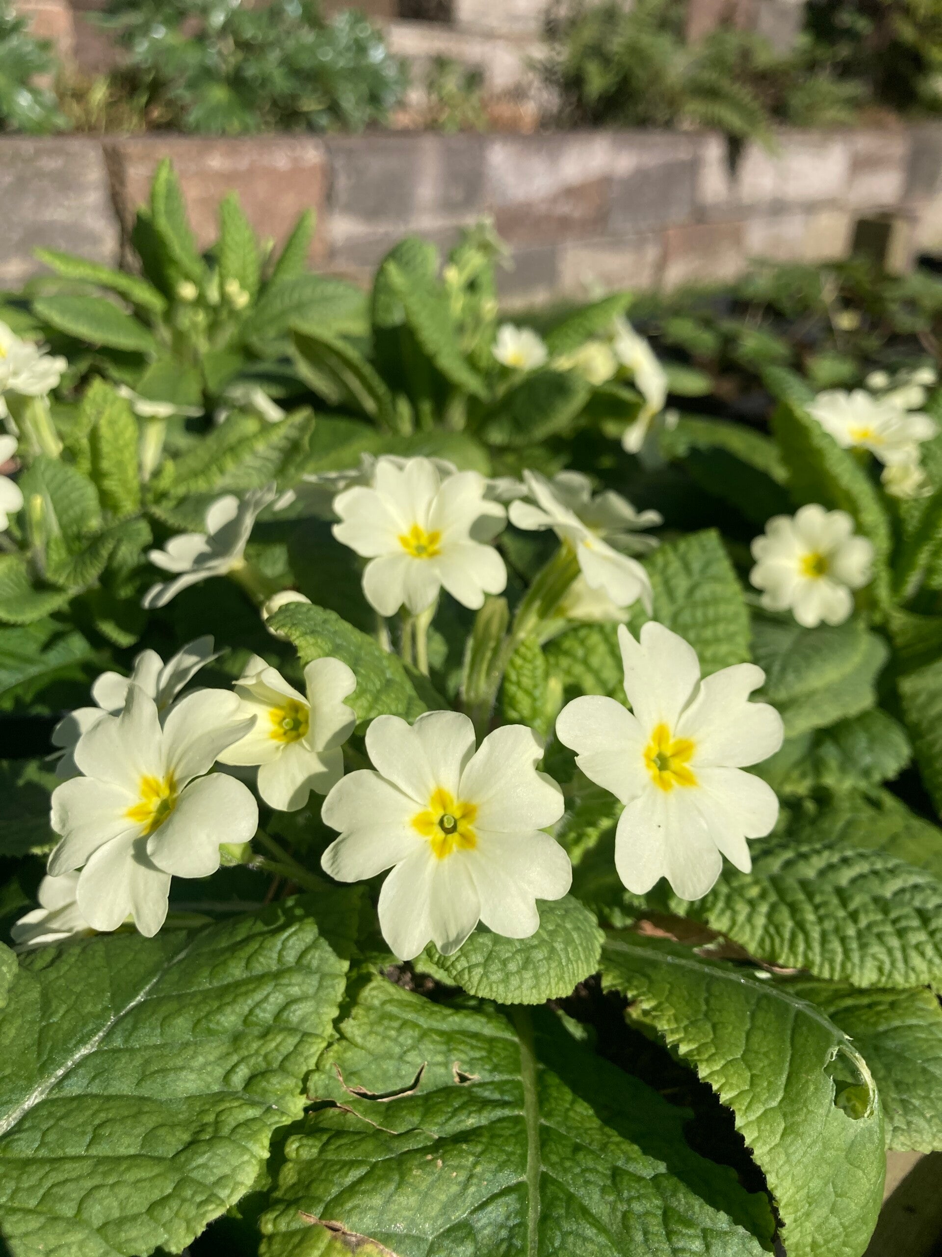 Primula vulgaris (stengelloze sleutelbloem)