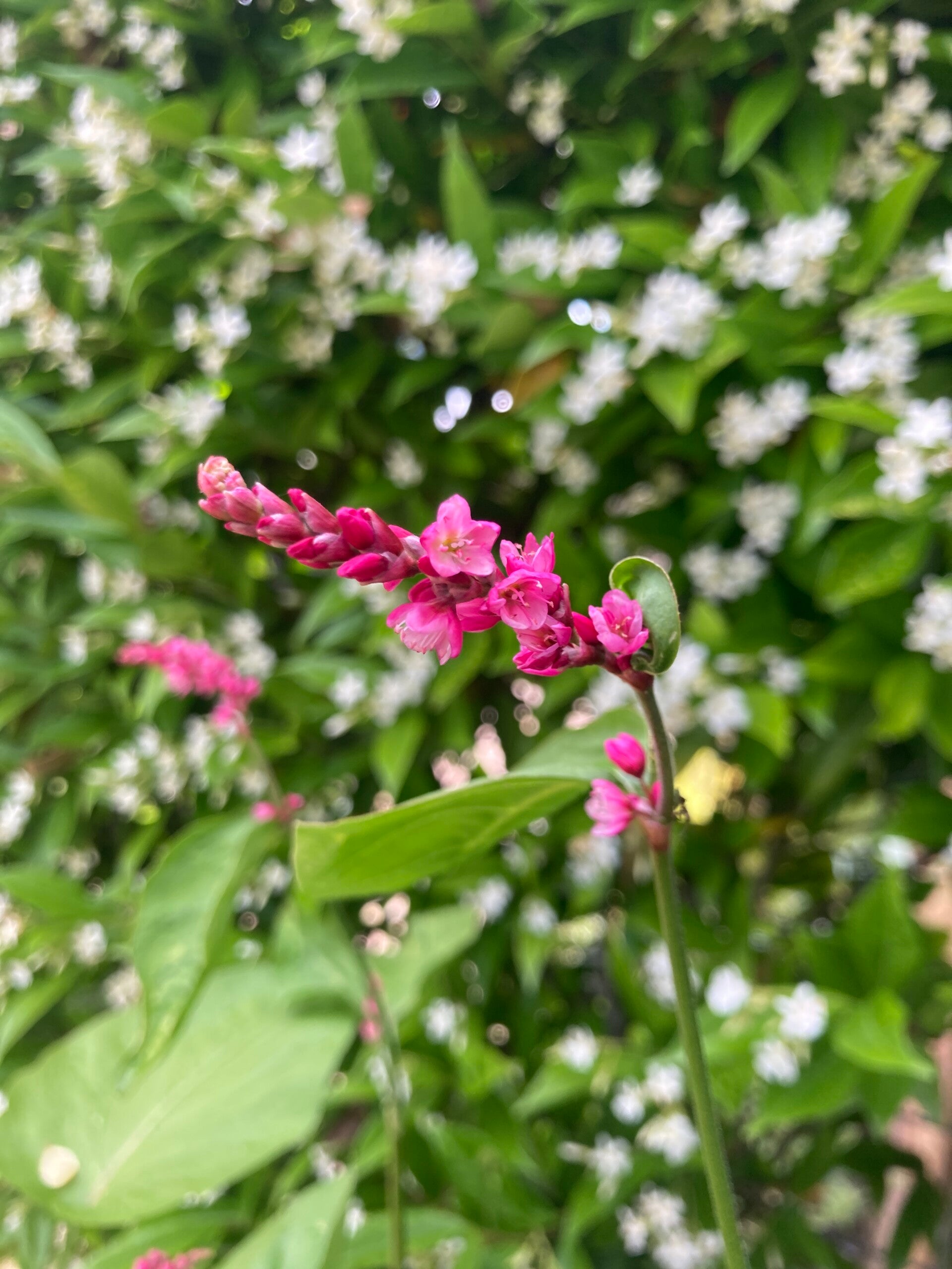 Persicaria Cerise Pearls