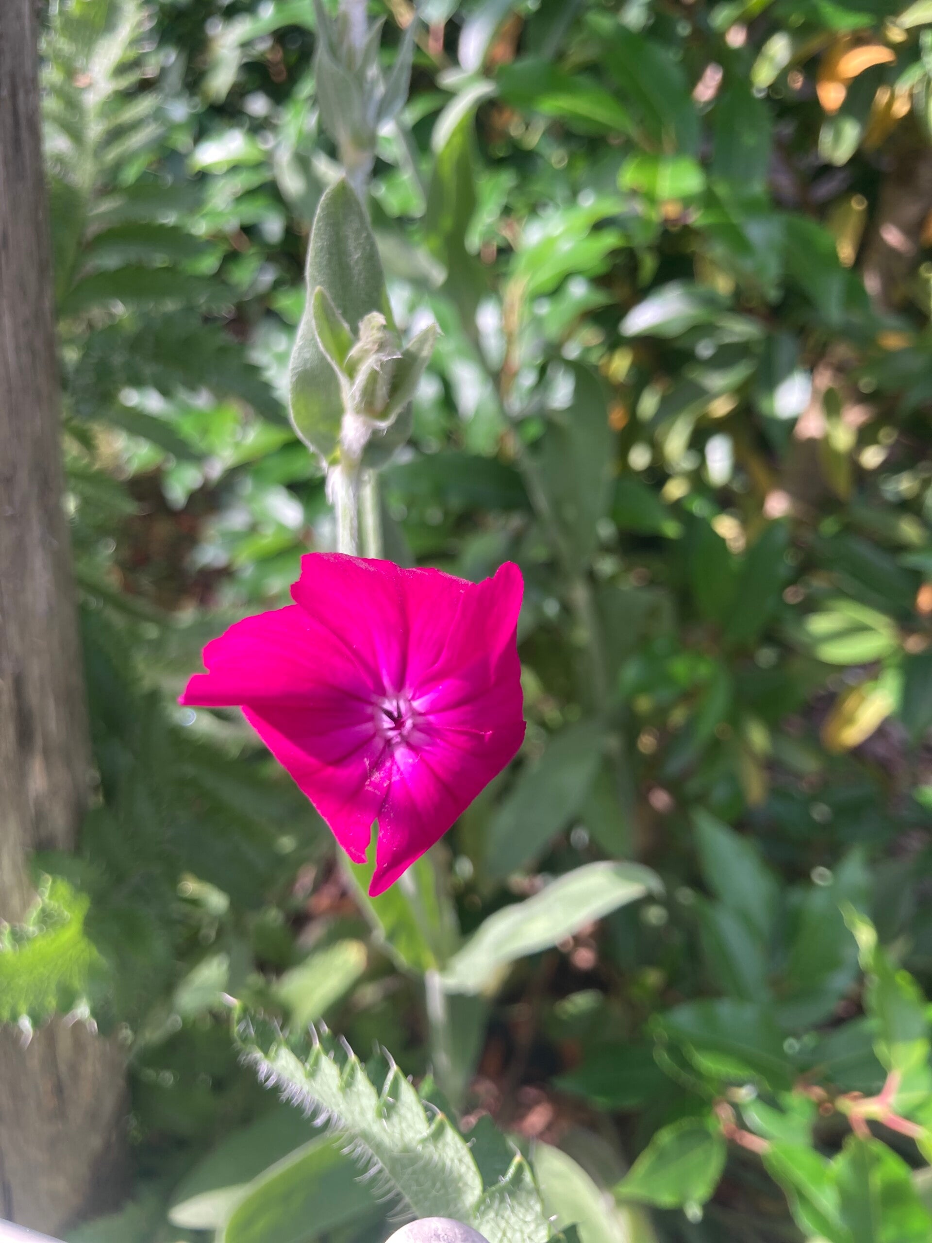 Lychnis coronaria