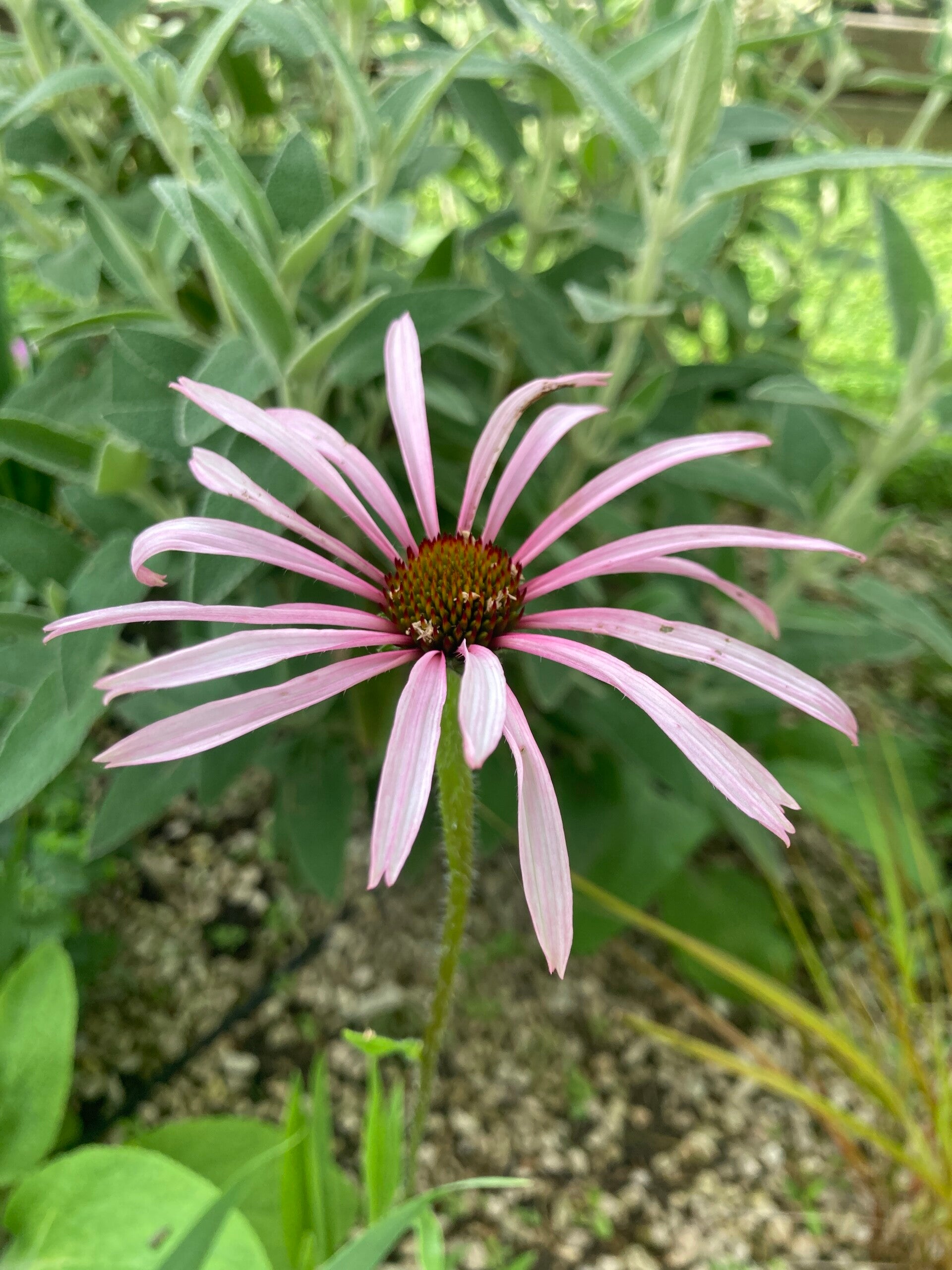 Echinacea pallida Hula Dancer