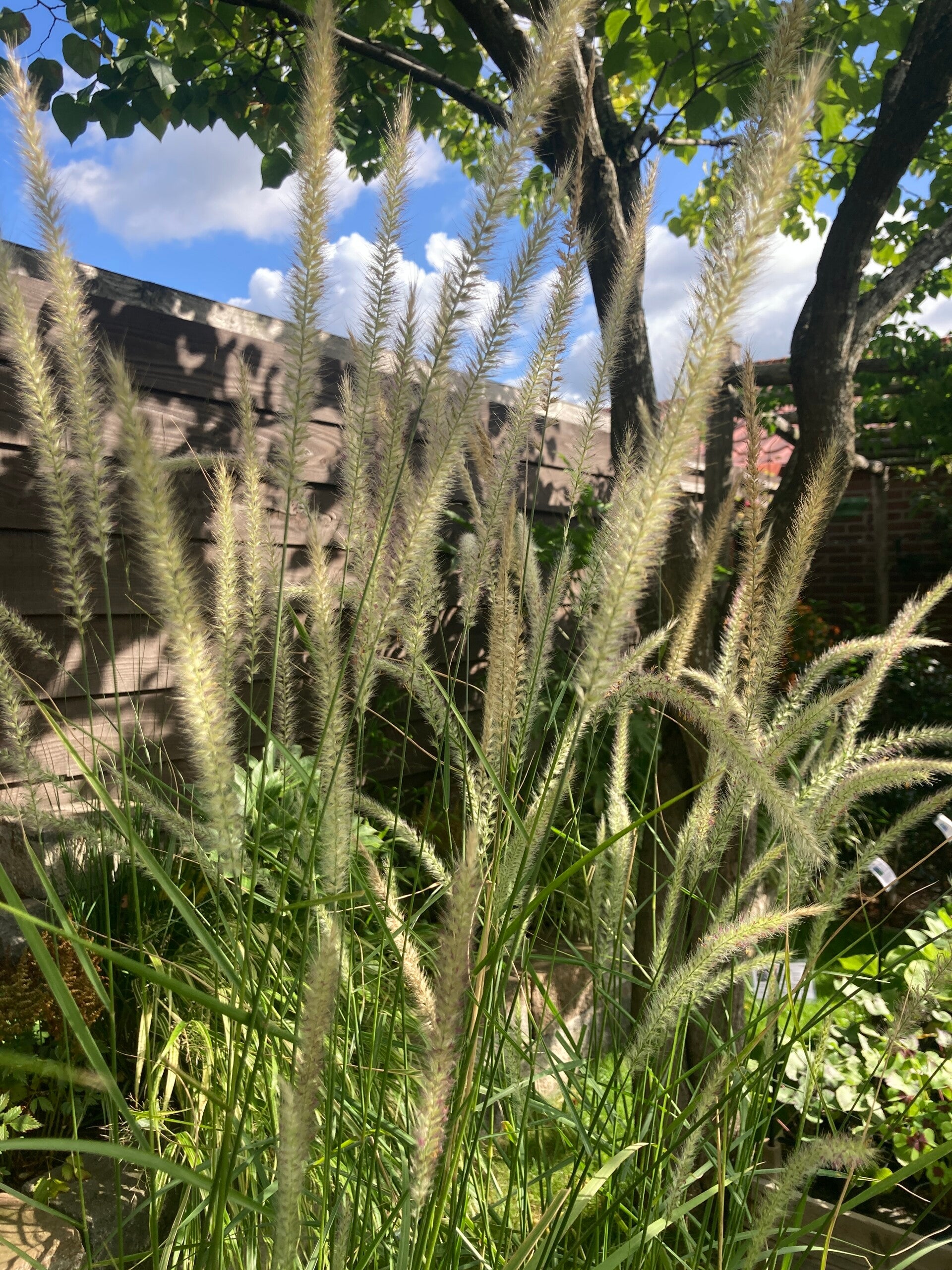 Pennisetum 'Fairy Tails' (lampenpoetsergras)