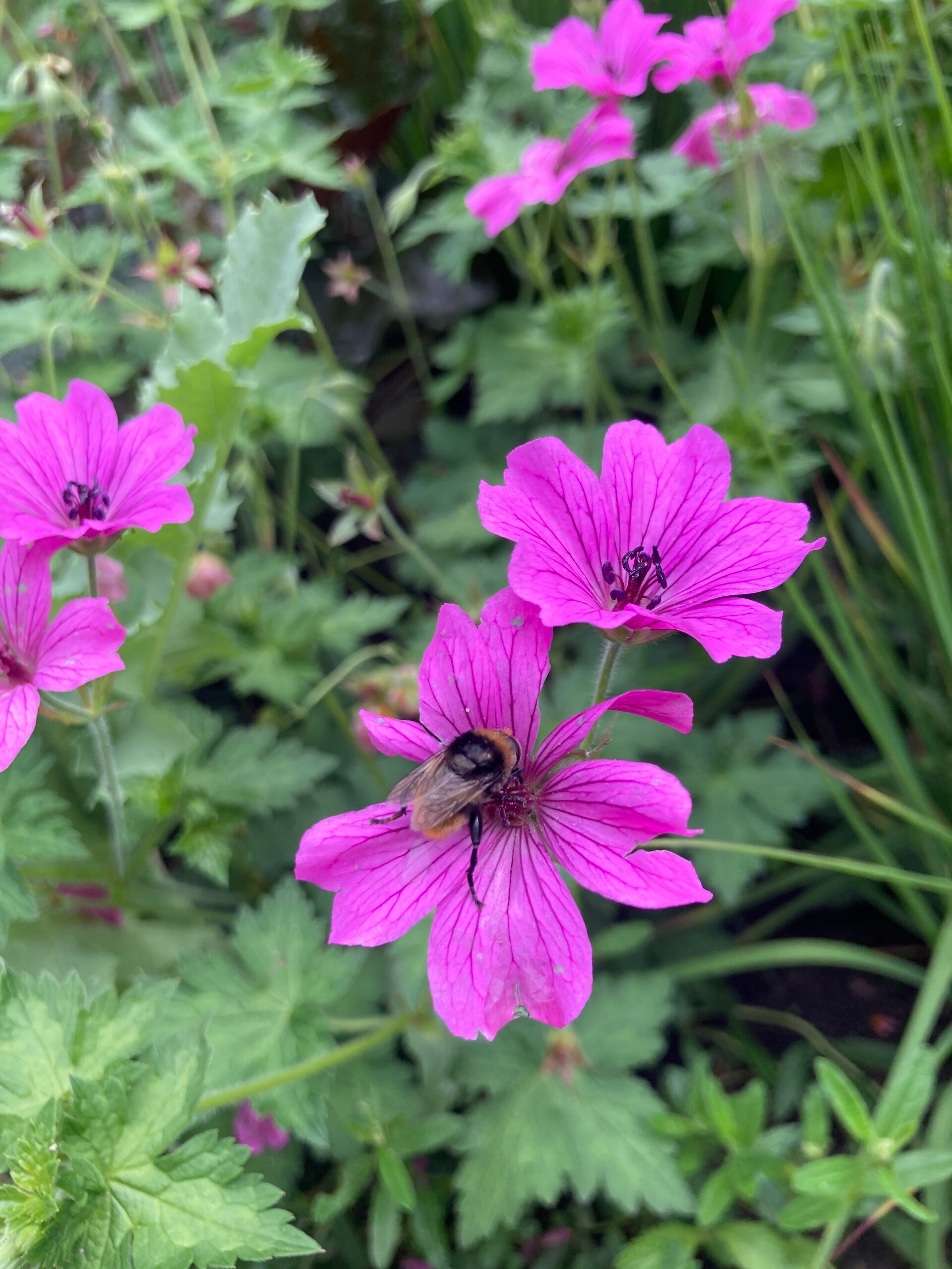 Geranium Elworthy Eyecatcher