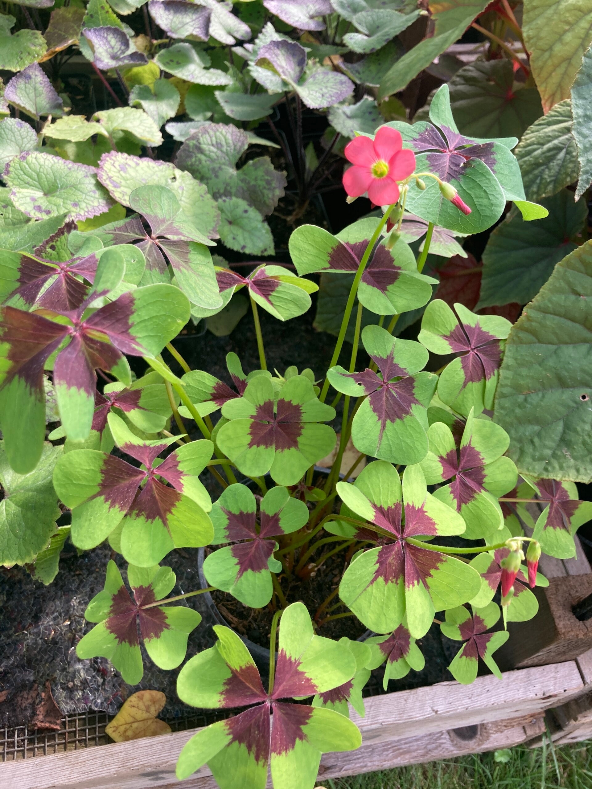 Oxalis deppei 'Iron Cross' (geluksklaver)