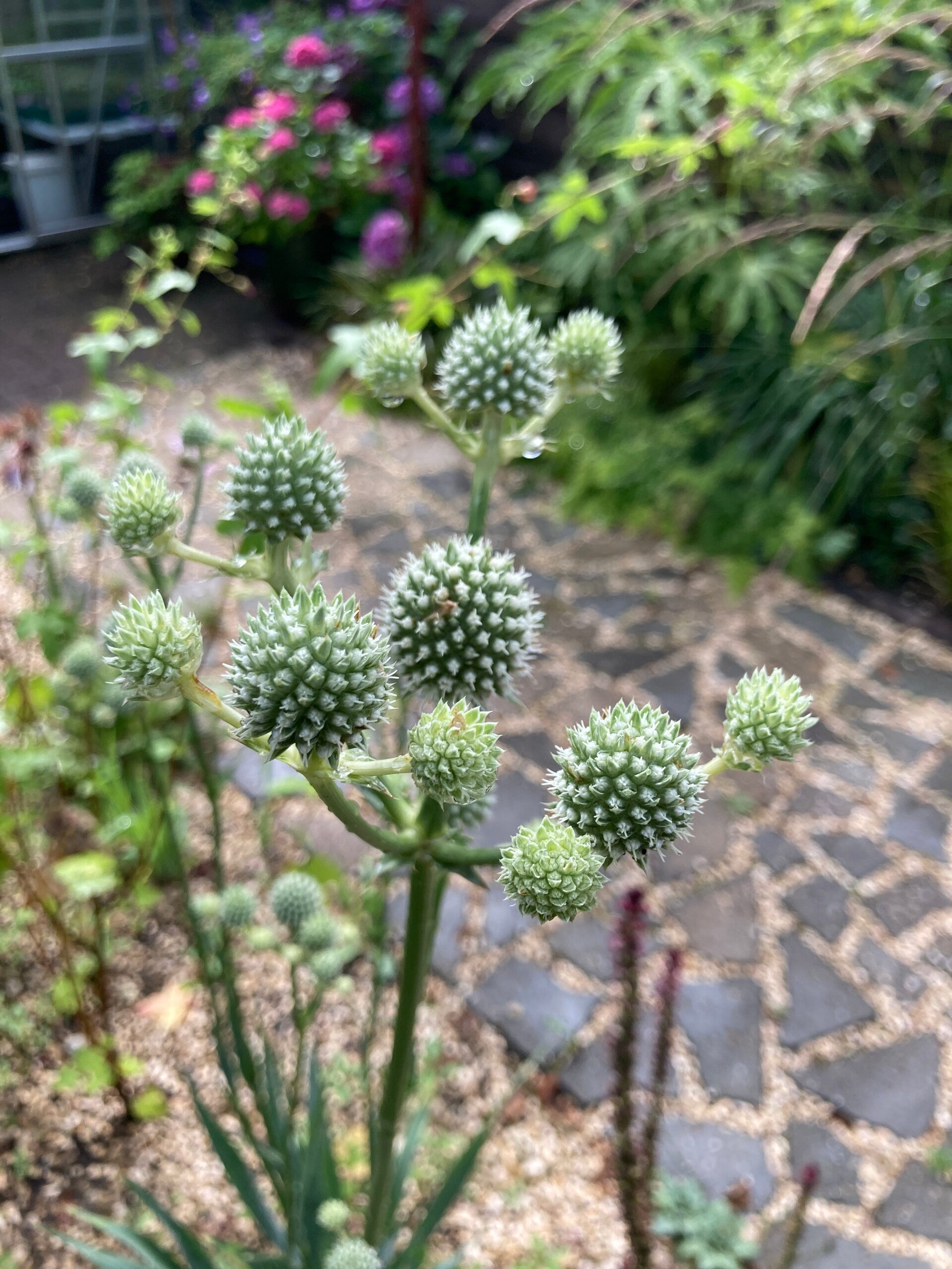 Eryngium yuccifolium (kruisdistel)