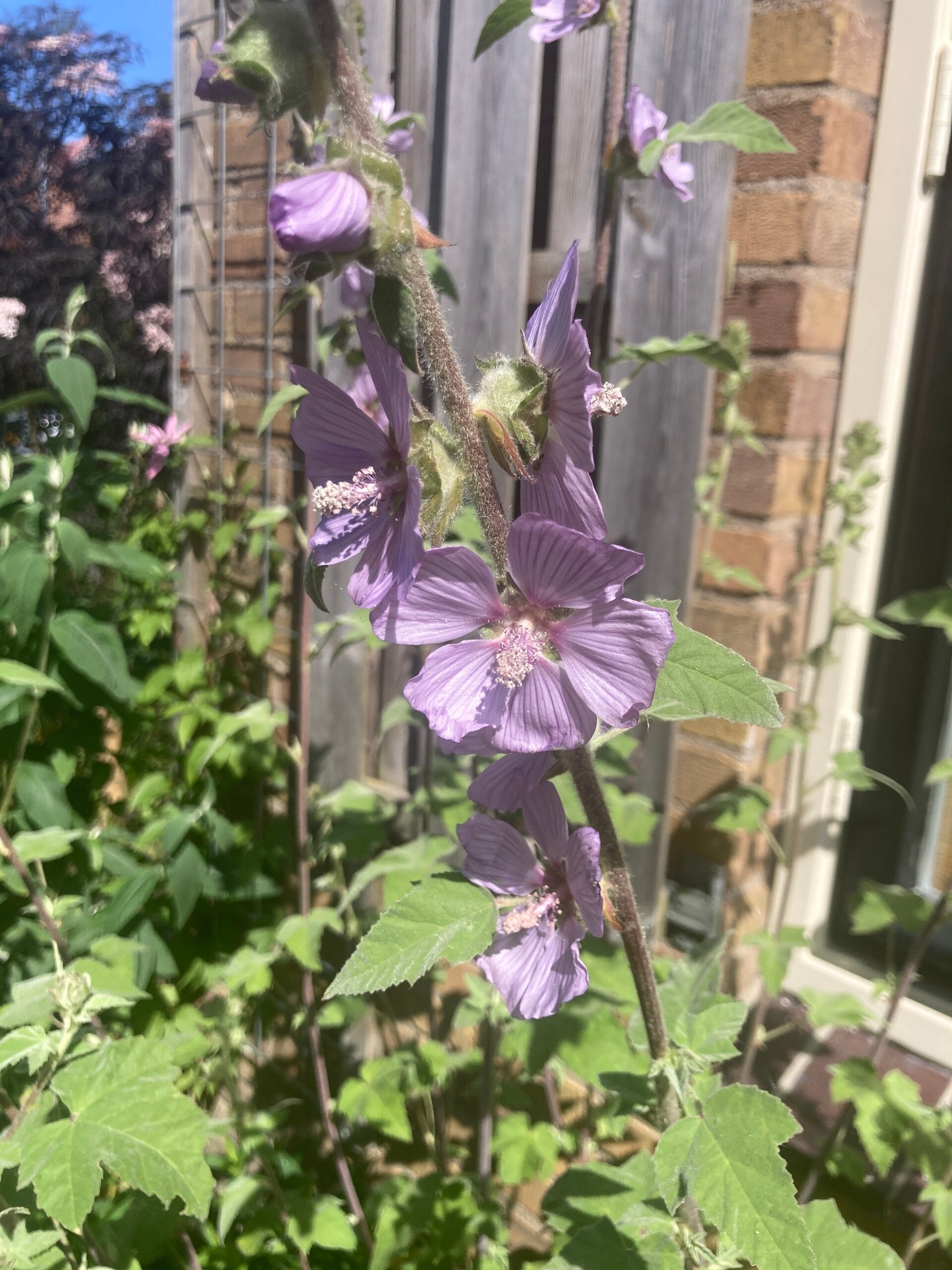 Lavatera Lilac Lady
