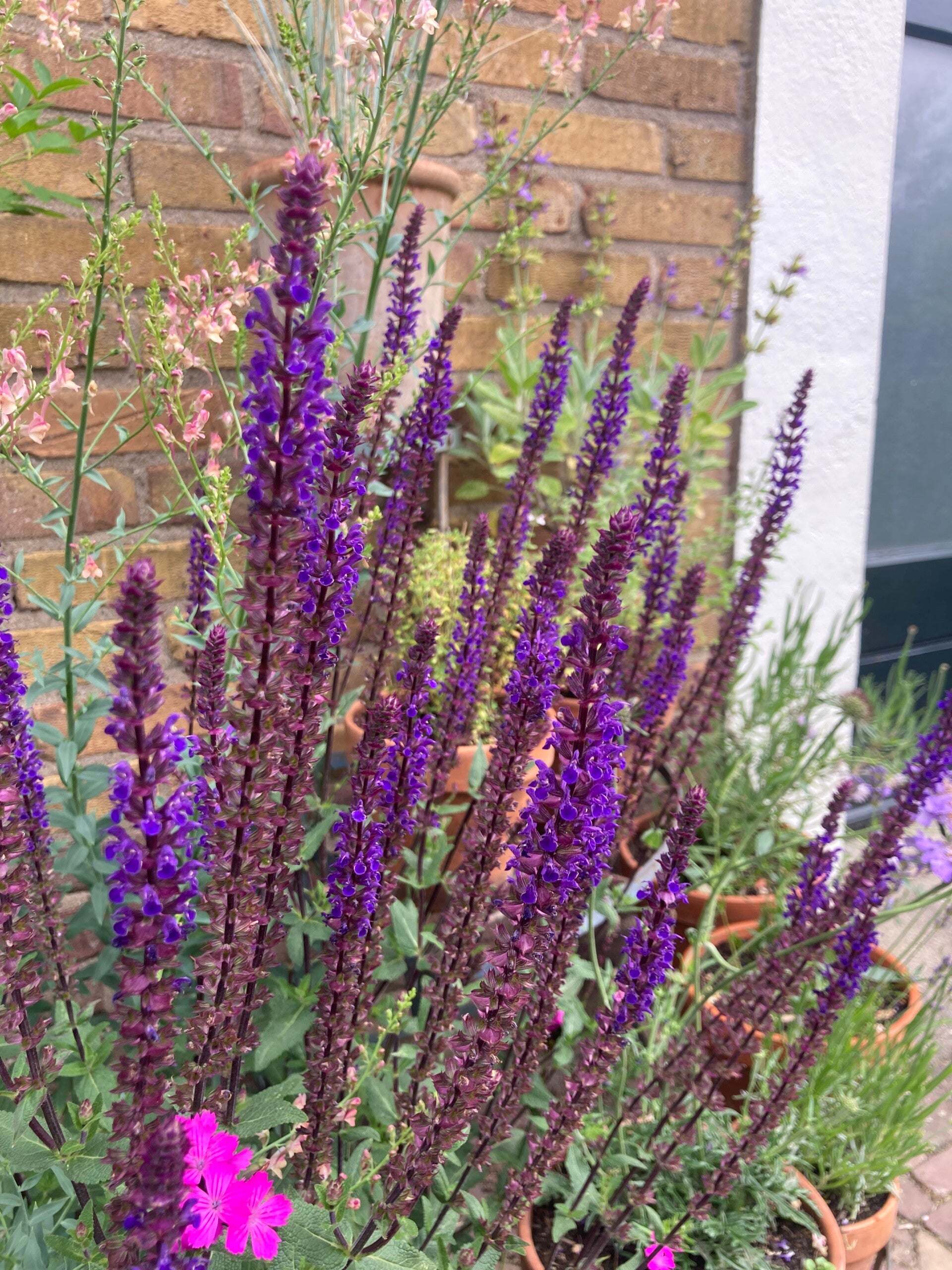 Salvia Caradonna