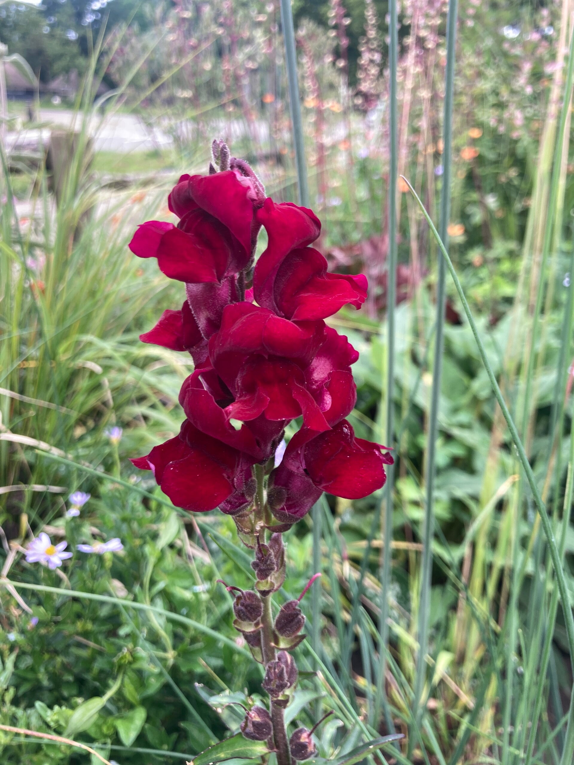 Antirrhinum Black Prince