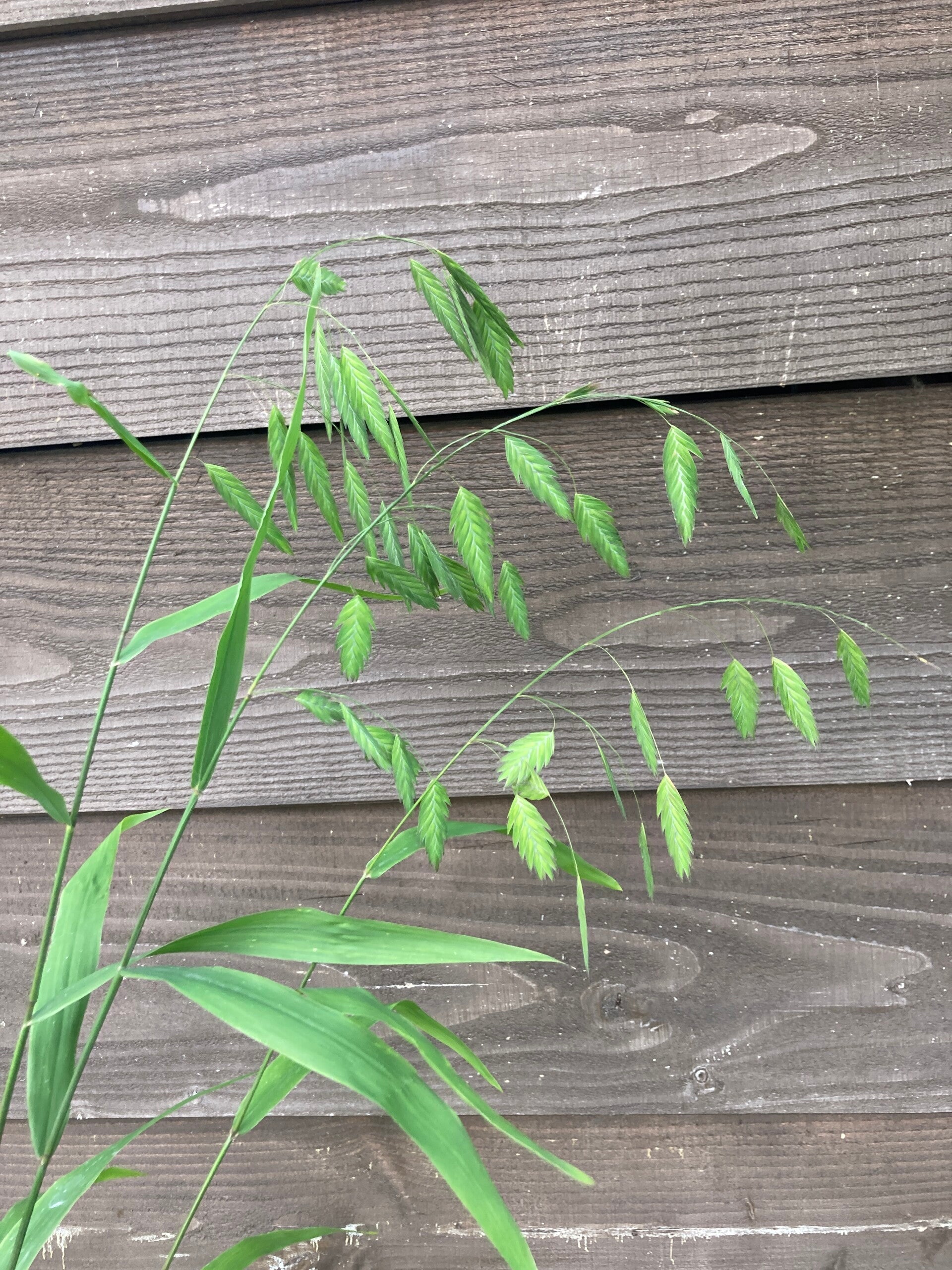 Chasmantium latifolium (plataargras)