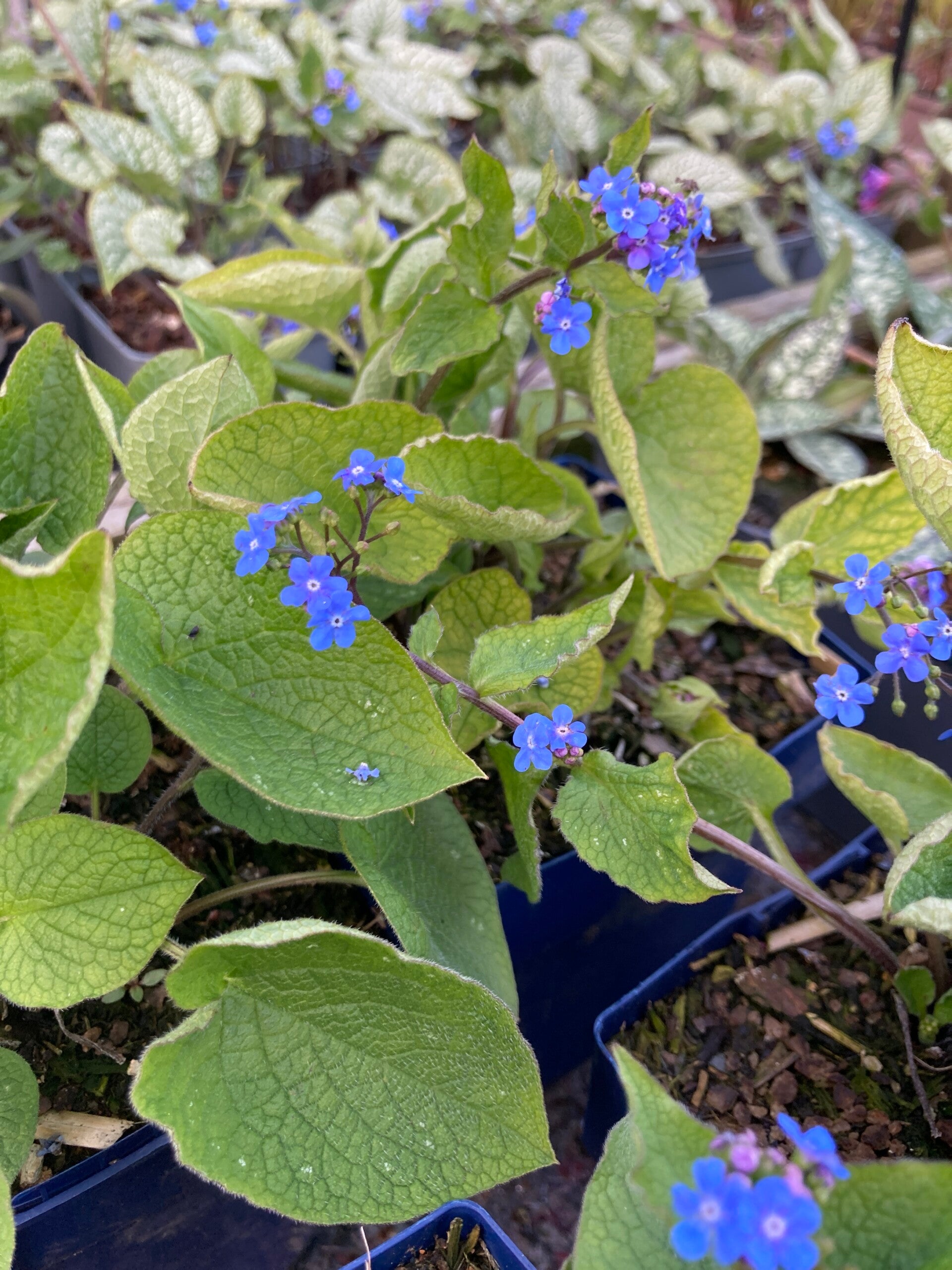 Brunnera macrophylla (Kaukasisch vergeet-mij-nietje)