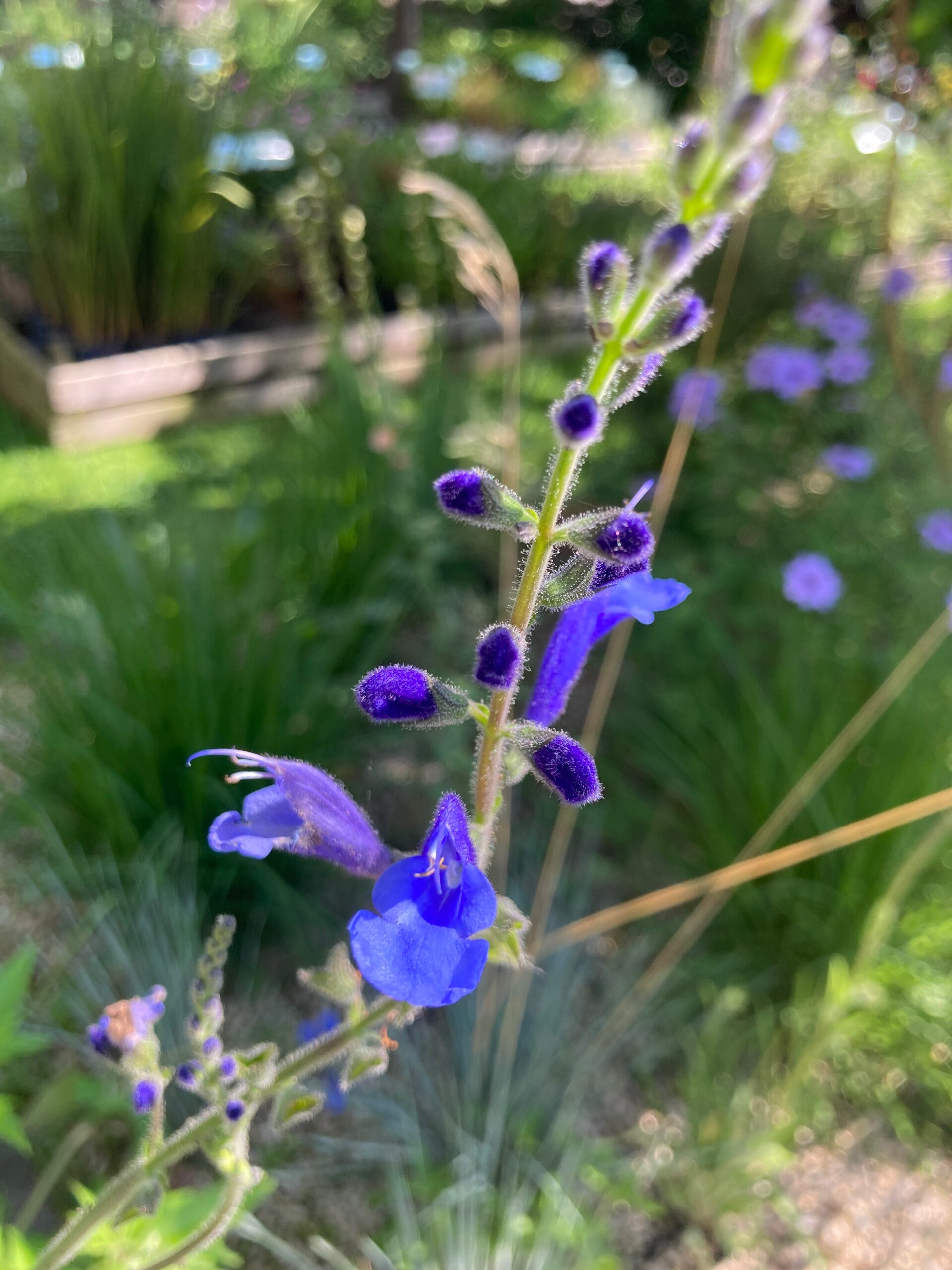 Salvia Amena