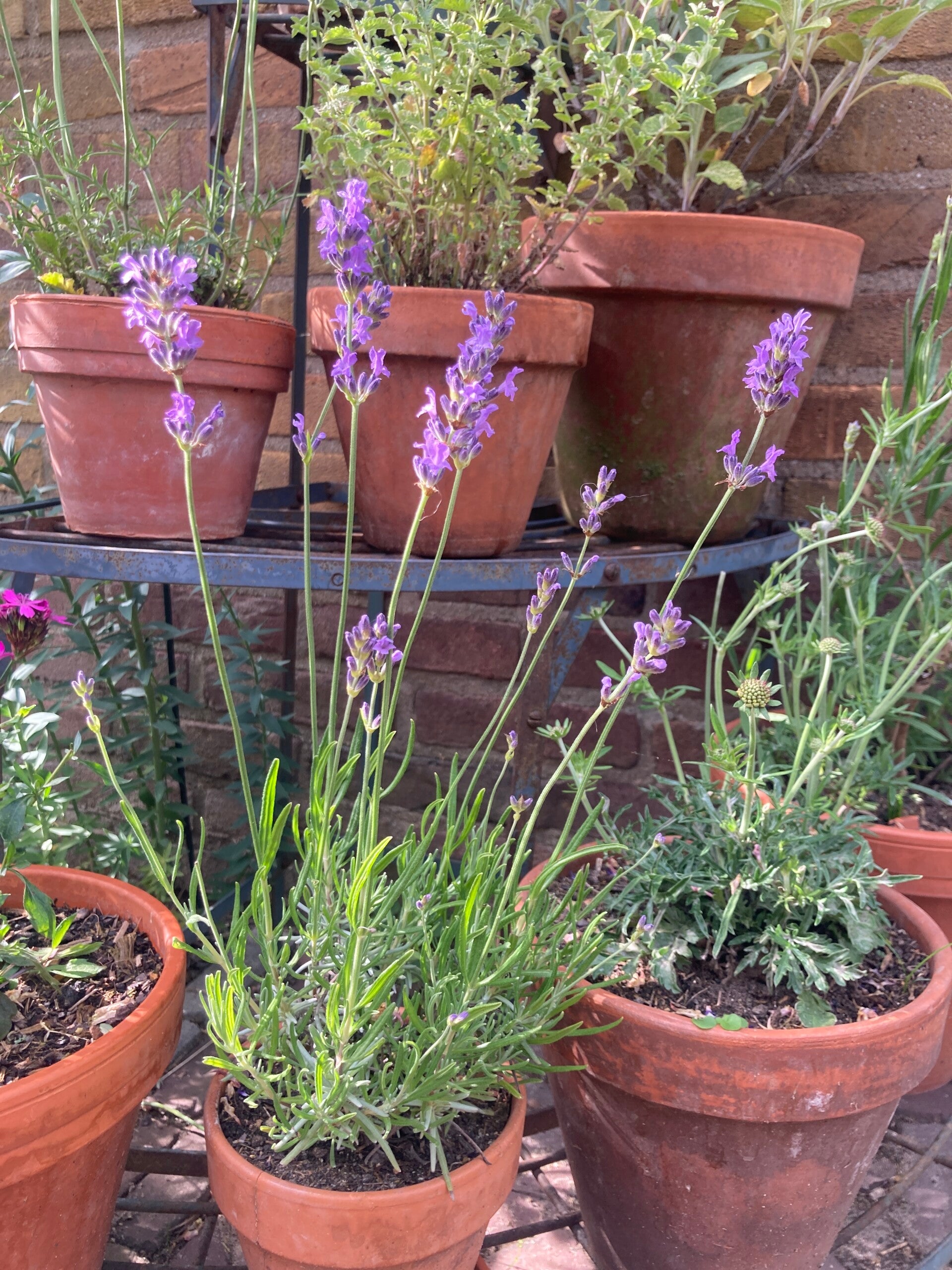 Lavandula Dwarf Blue