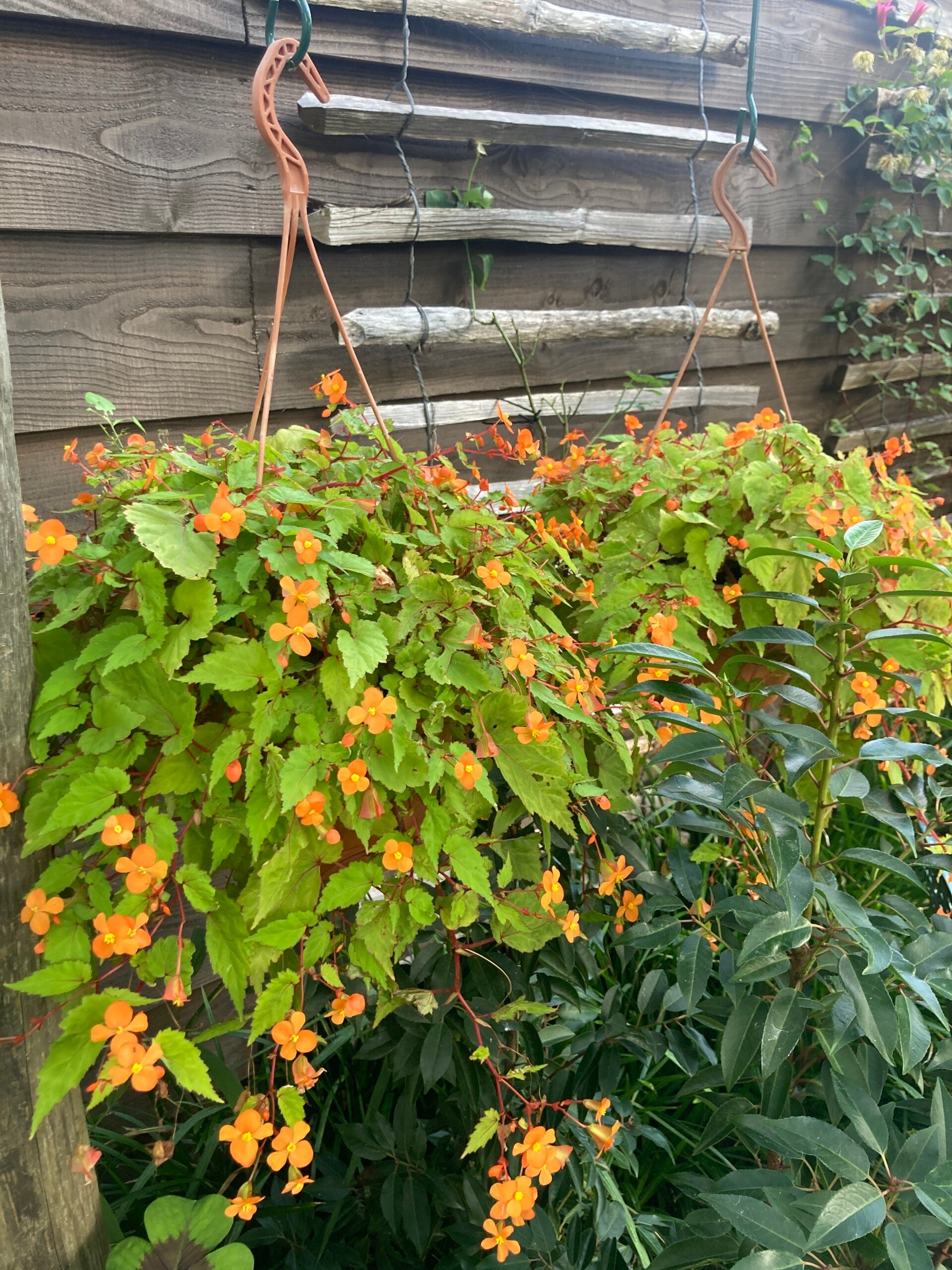 Begonia sutherlandii (knolbegonia)