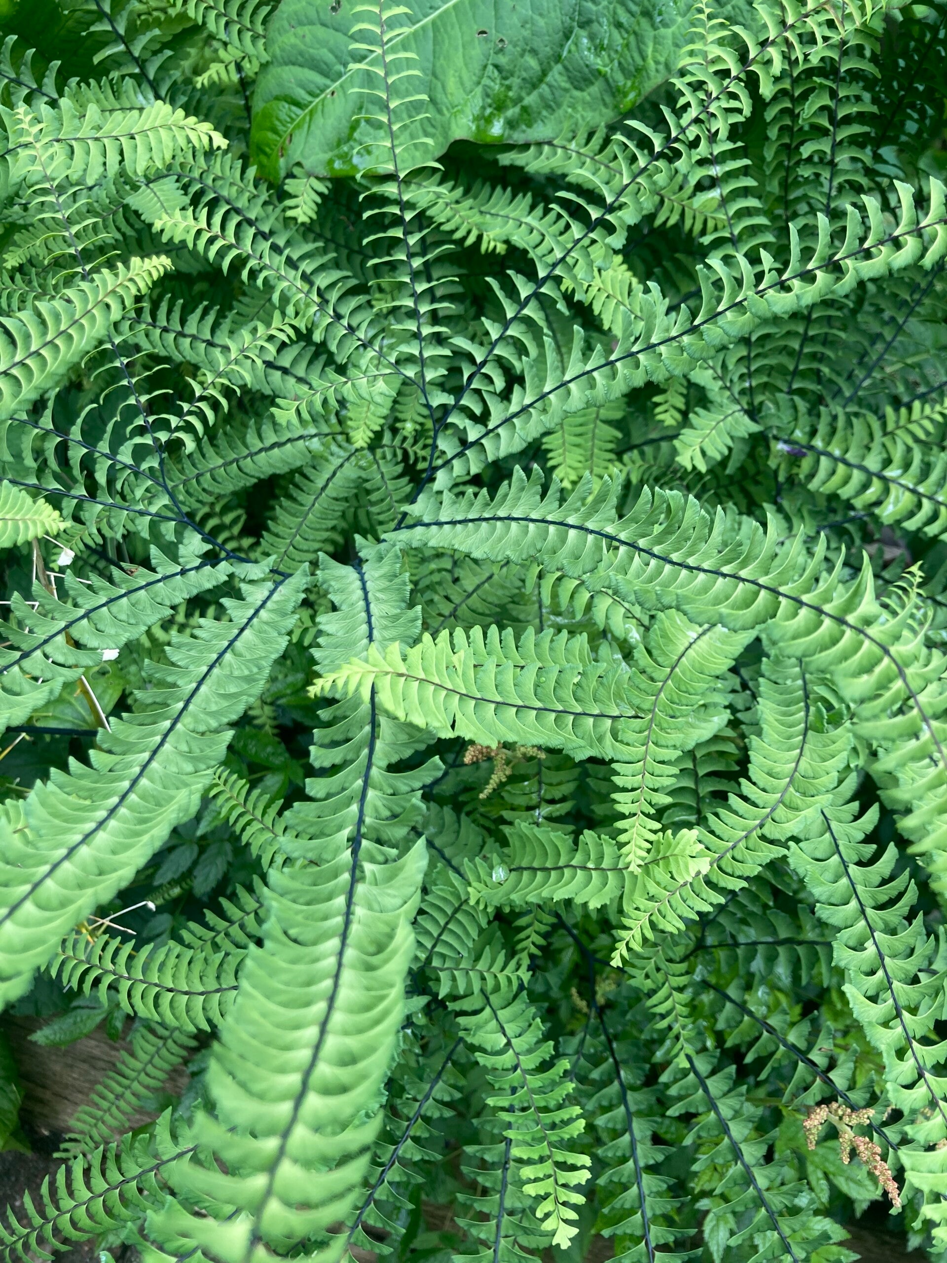 Adiantum pedatum