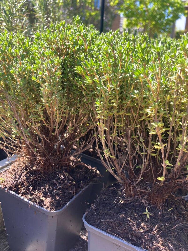 Thymus Compactus