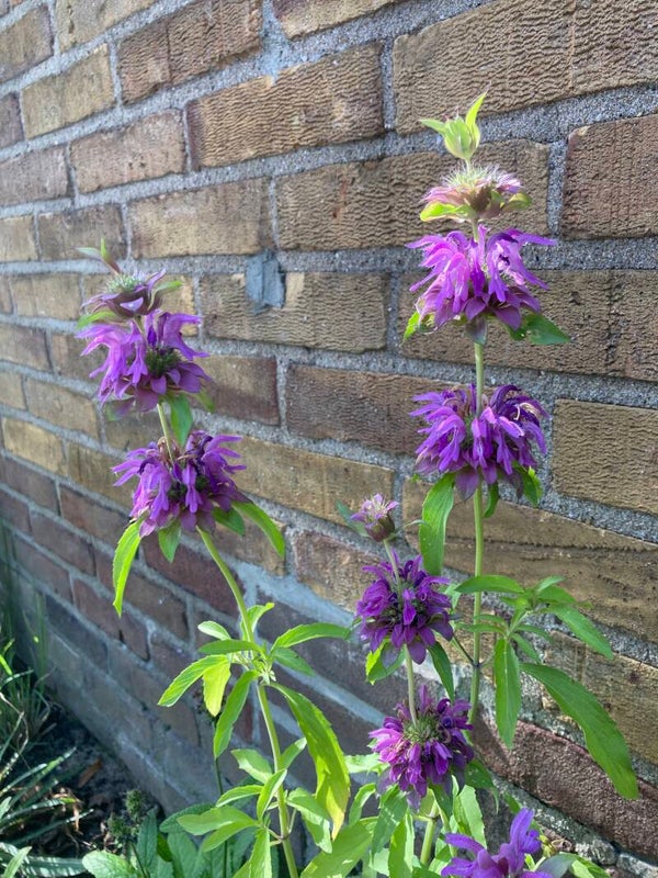 Monarda citriodora (citroenbergamot)
