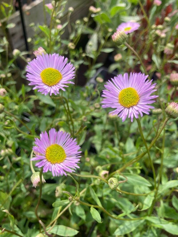Erigeron Lavender Lady