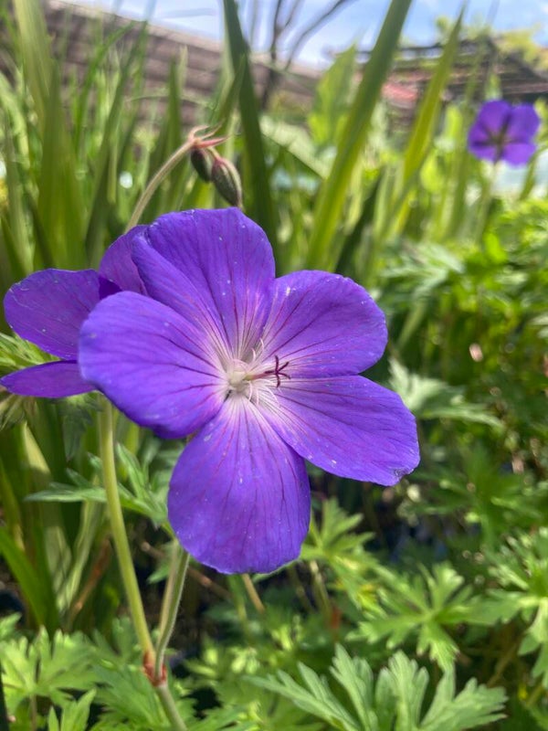 Geranium Orion
