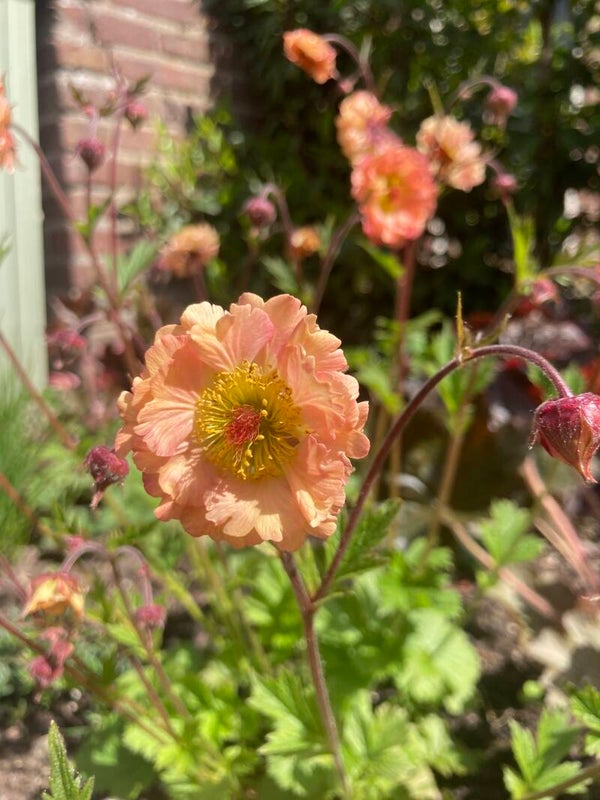 Geum Mai Tai