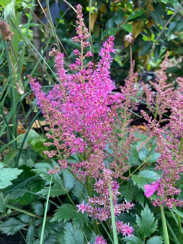 Astilbe Mainz