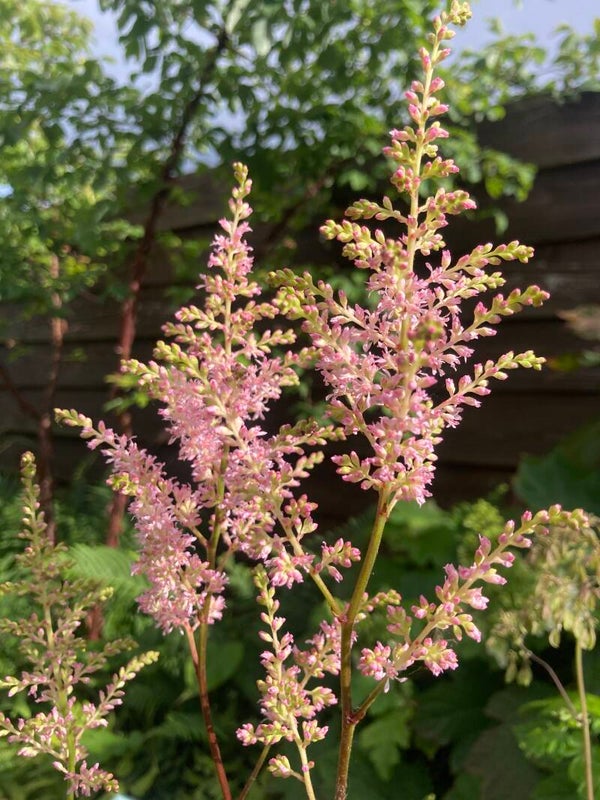 Astilbe Peach Blossom