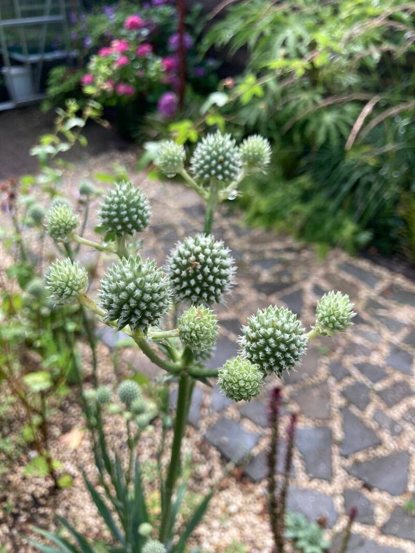 Eryngium yuccifolium (kruisdistel)