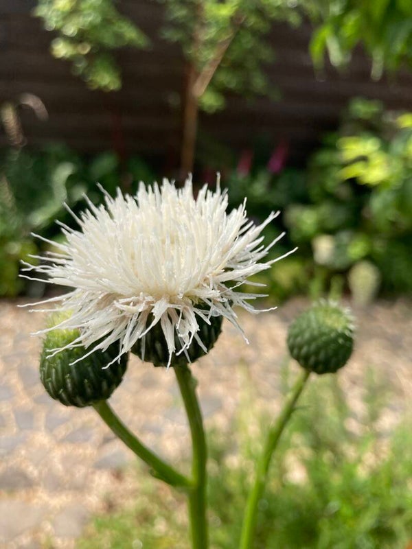 Klasea bulgarica (zaagblad)