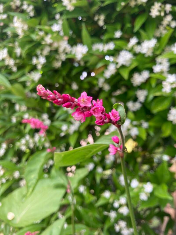 Persicaria Cerise Pearls