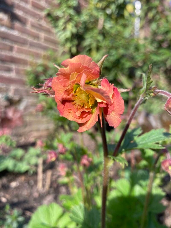 Geum Mai Tai