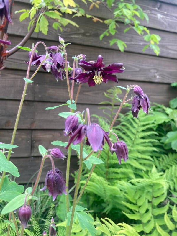 Aquilegia Black Barlow