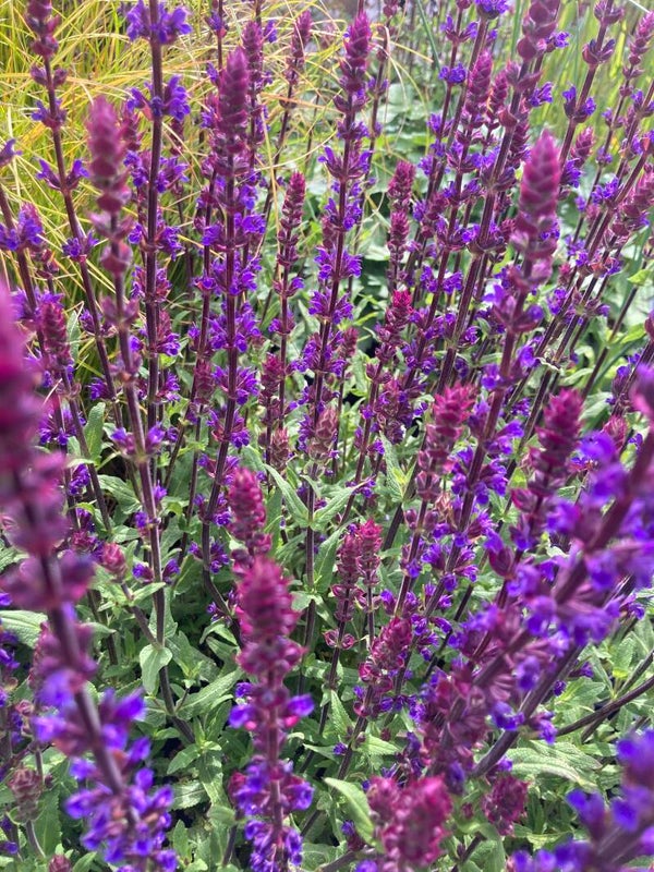 Salvia Caradonna
