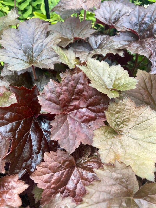 Heuchera Palace Purple
