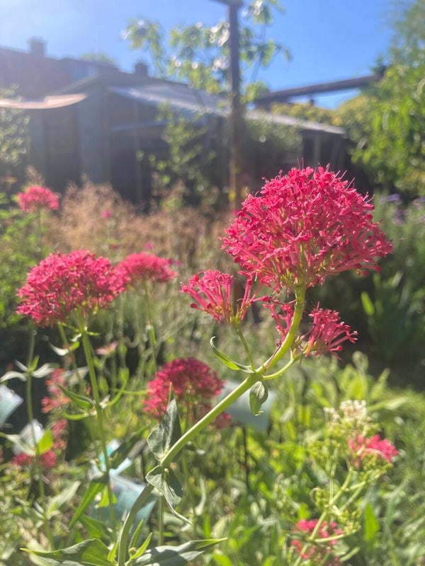 Centranthus ruber Coccineus
