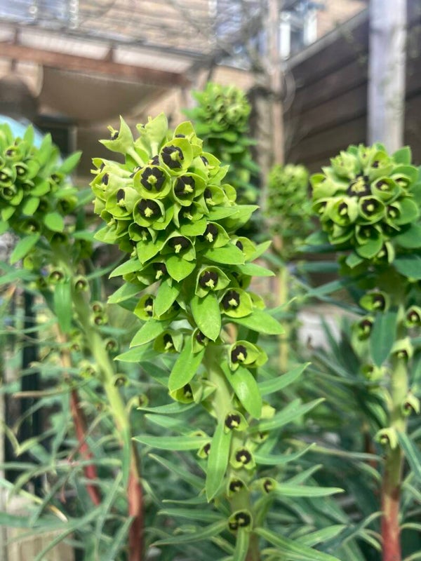 Euphorbia Black Pearl