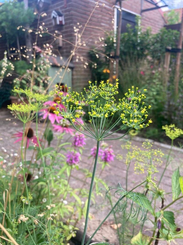 Anethum graveolens (dille)