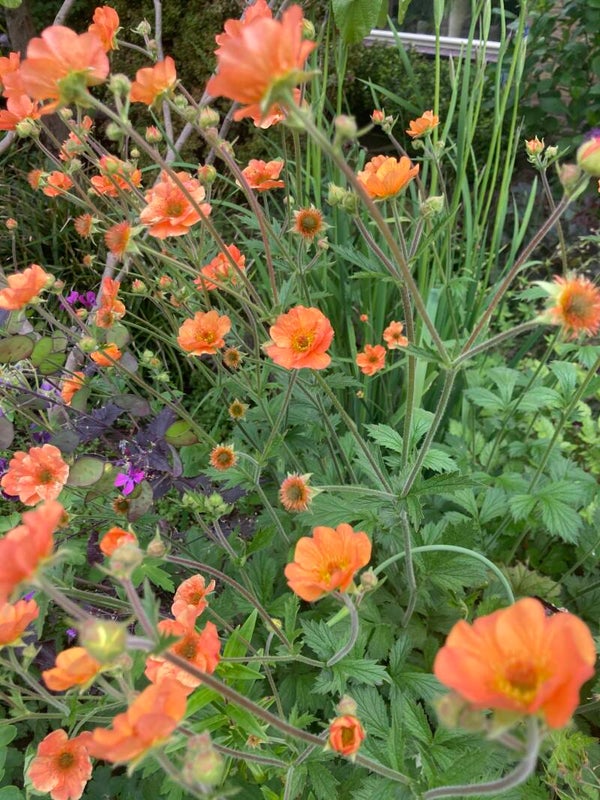Geum Totally Tangerine