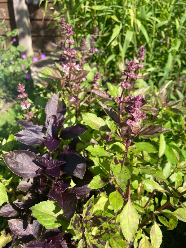 Ocimum basilicum, gemengd (basilicum)