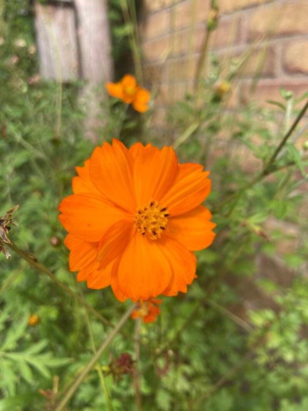 Cosmos sulphureus 'Sunset' (cosmea)