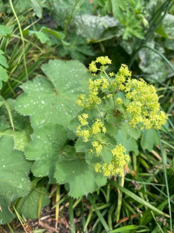 Alchemilla mollis